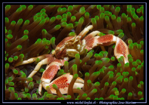 Beautiful Porcelain Crab in it's anemone in Lembeh Strait... by Michel Lonfat 